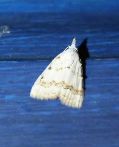 Nola aerugula